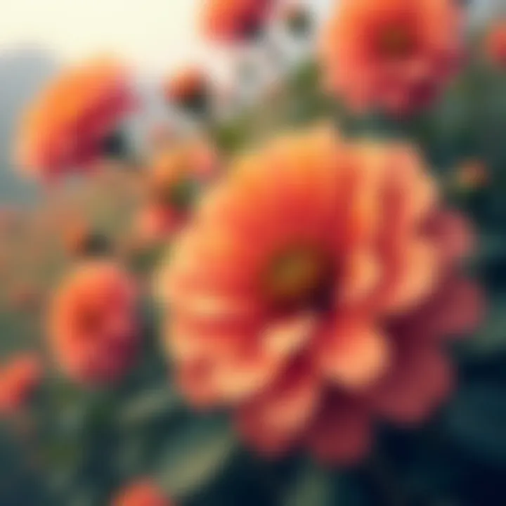 Close-up of a drought-resistant flowering bush with vivid petals