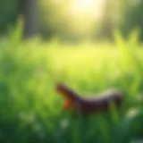 Effective Strategies for Eliminating Slugs in Grass Introduction