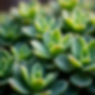 Close-up of Sedum leaves showcasing unique textures