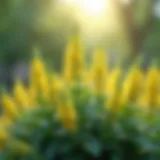 Vibrant lemon thyme plant in a garden setting