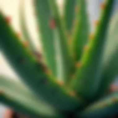 Pest infestations on an aloe vera leaf