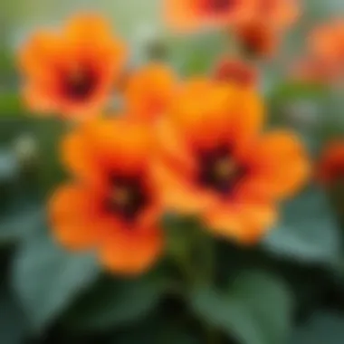 Close-up of vibrant nasturtium flowers in full bloom