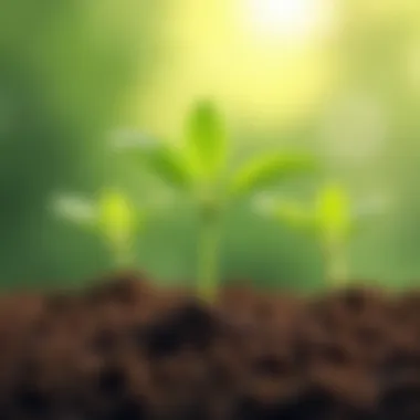 Signs of seedling readiness for transplantation